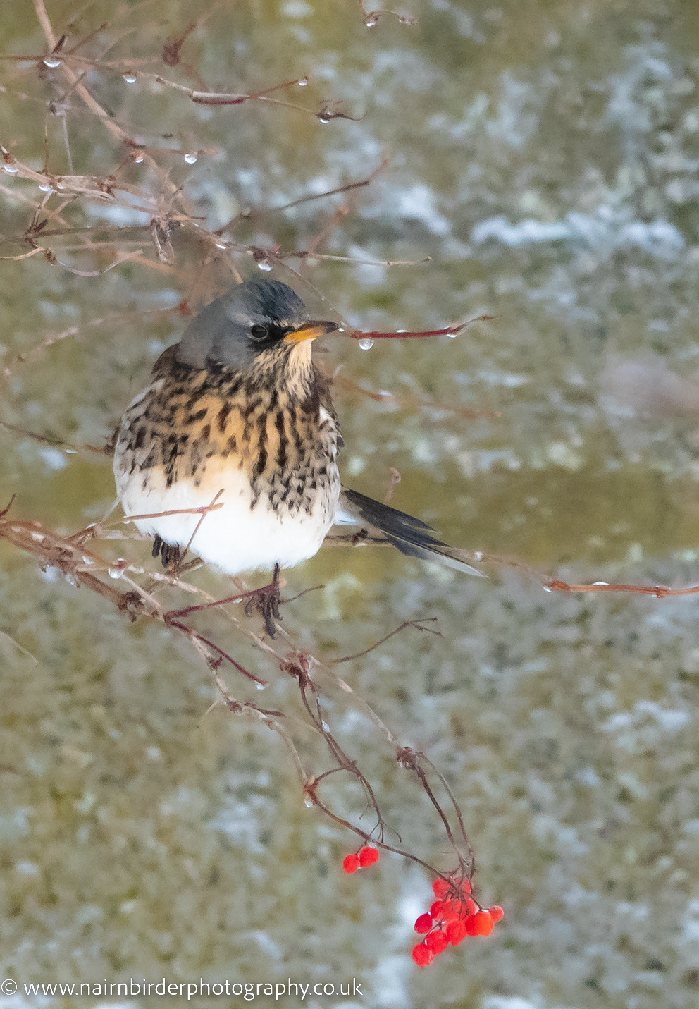 Fieldfare