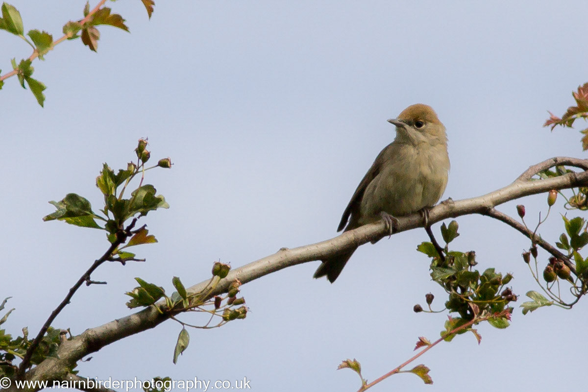 Blackcap in Kingsteps Quarry in Nairn