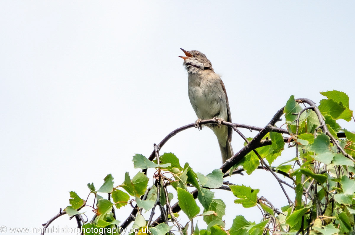 Whitethroat singing