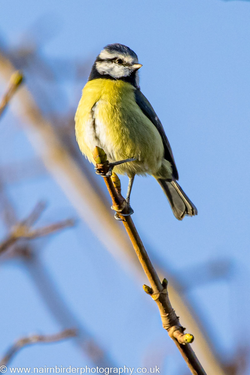 Blue Tit in Nairn