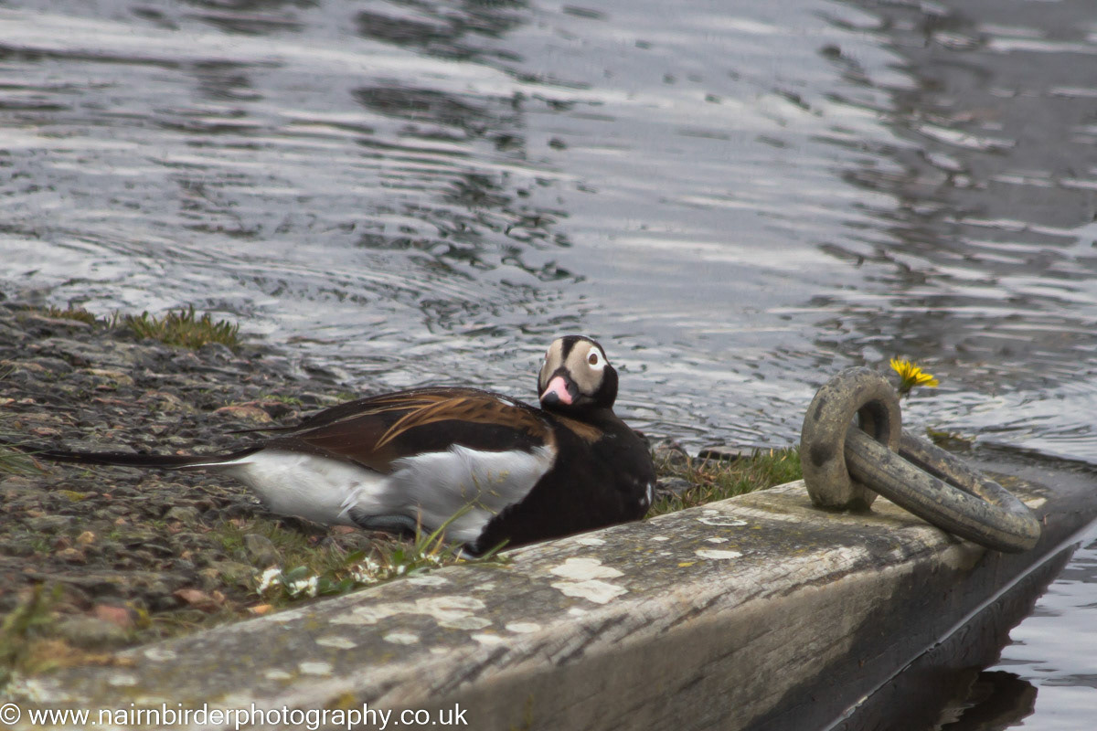 Long-tailed Duck at Nairn Harbour