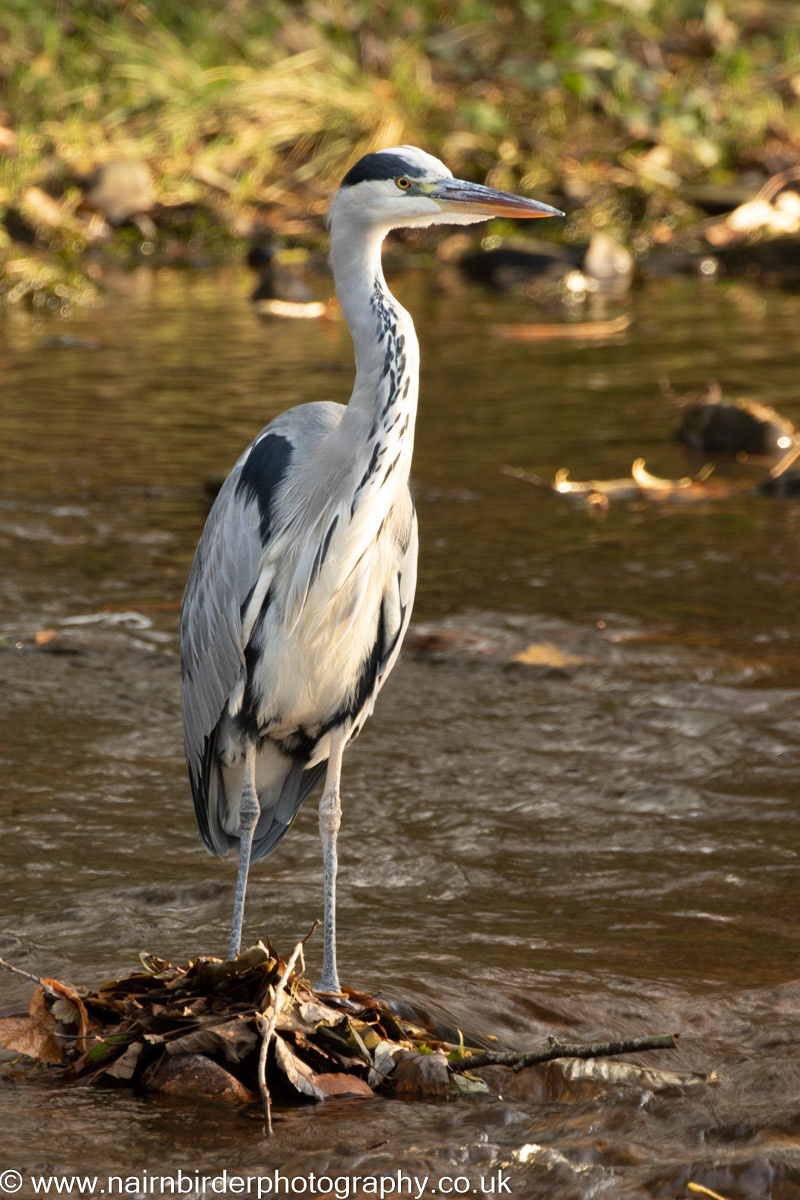 Heron on the River Nairn