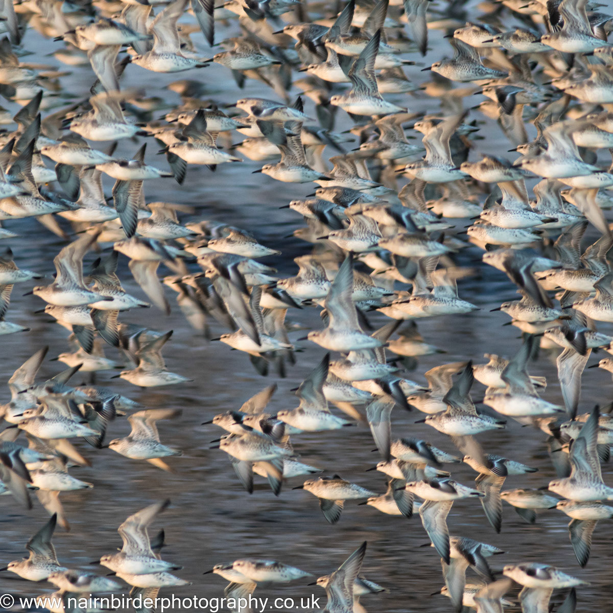 Flock of Knot at Nairn