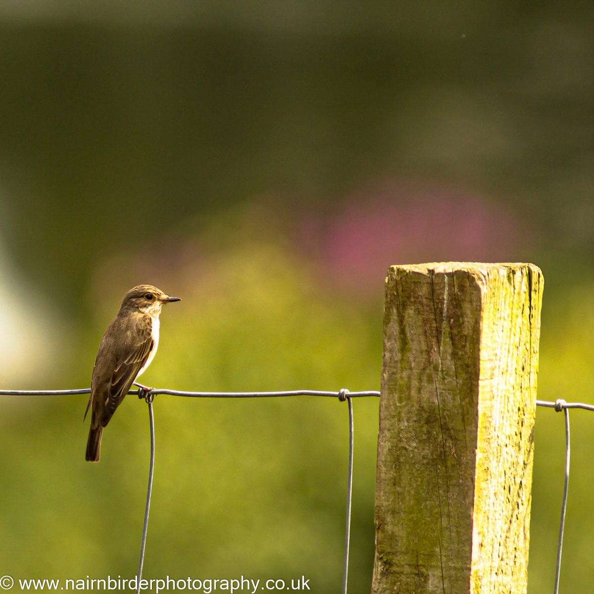 Spotted Flycatcher at Laikenbuie Croft south of Nairn