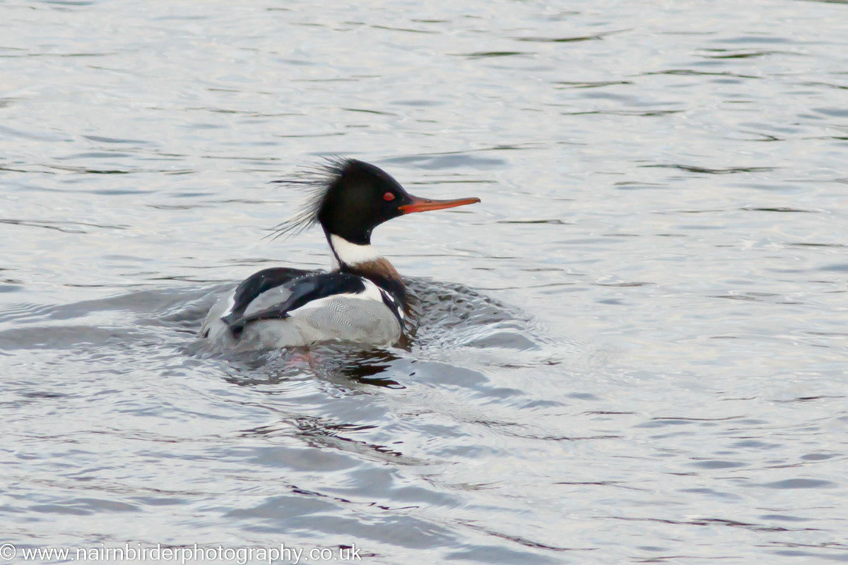 Red-breasted Merganser in Nairn Harbour