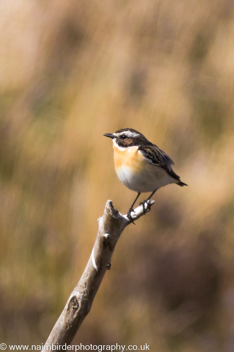 Whinchat in Strathfarrar