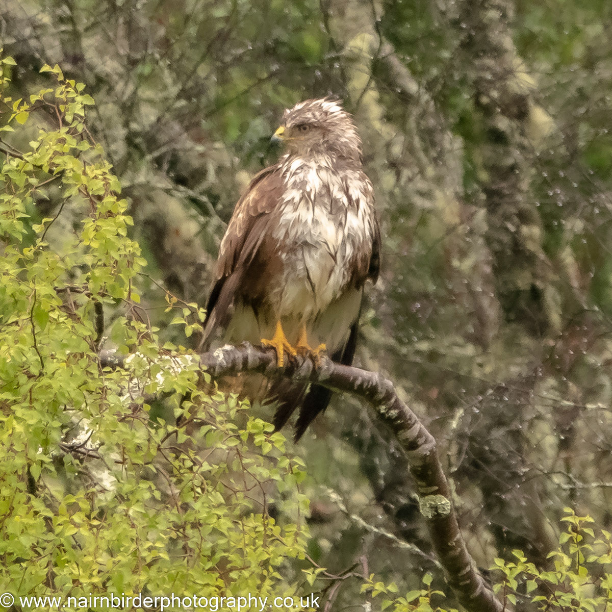 Common Buzzard sheltering from the rain near Carrbridge