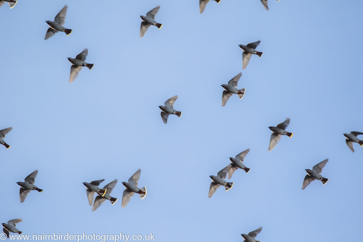 Waxwings over nairn