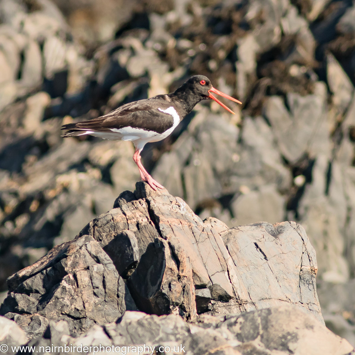 Oystercatcher on Mull