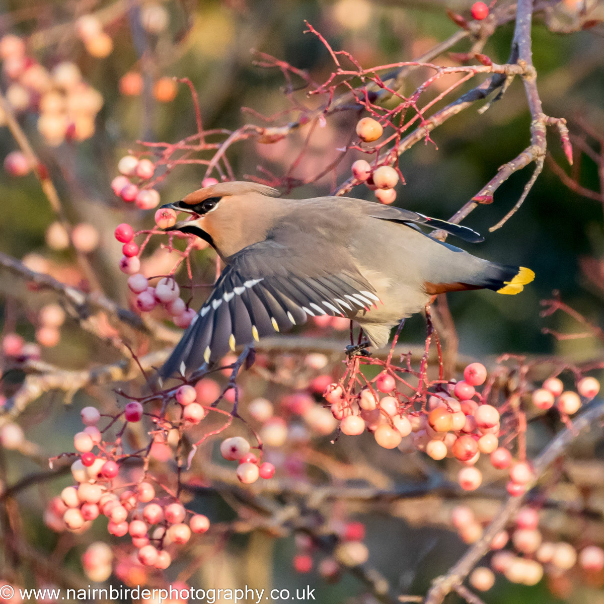 Waxwing feeding in Nairn