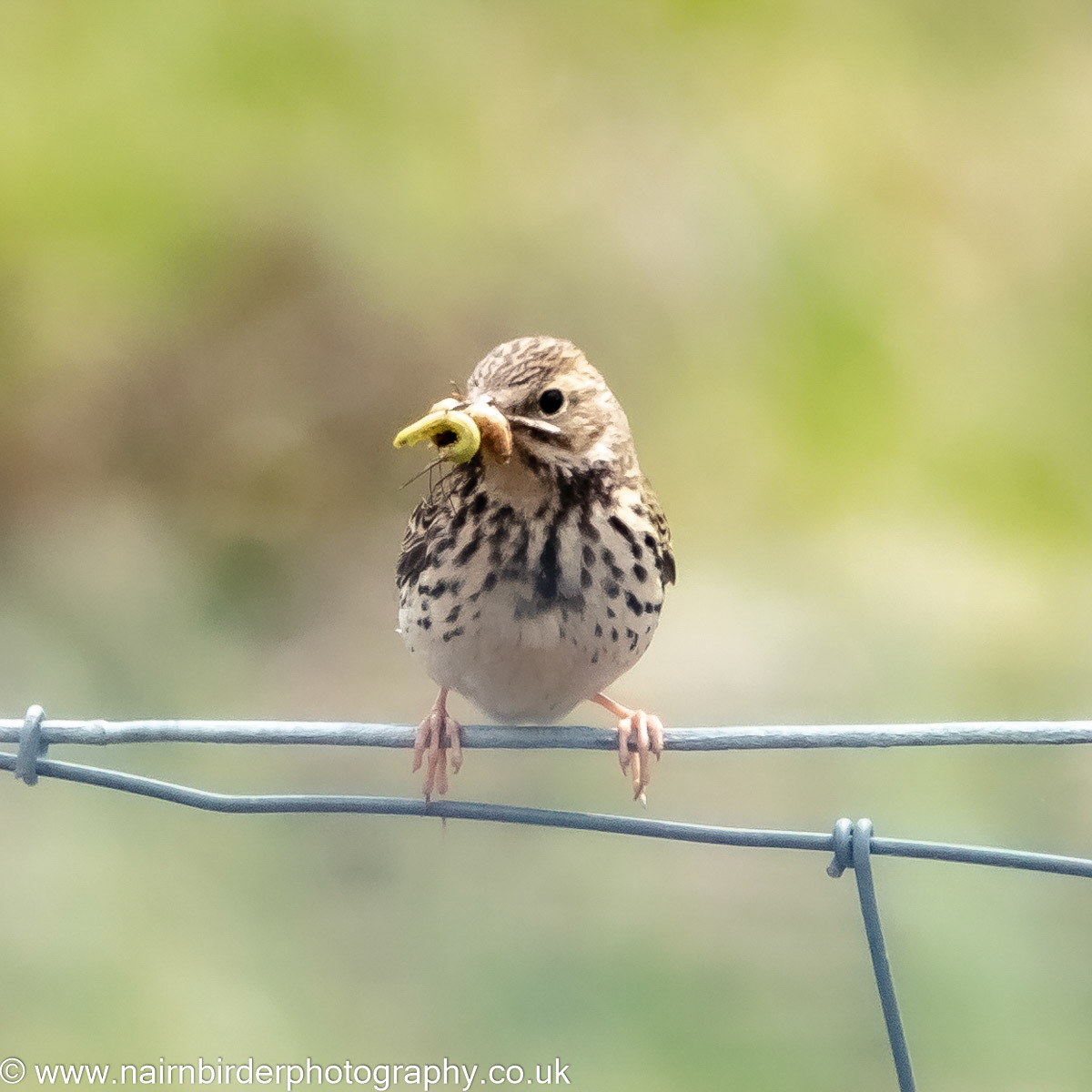 Meadow Pipit at Lochindorb