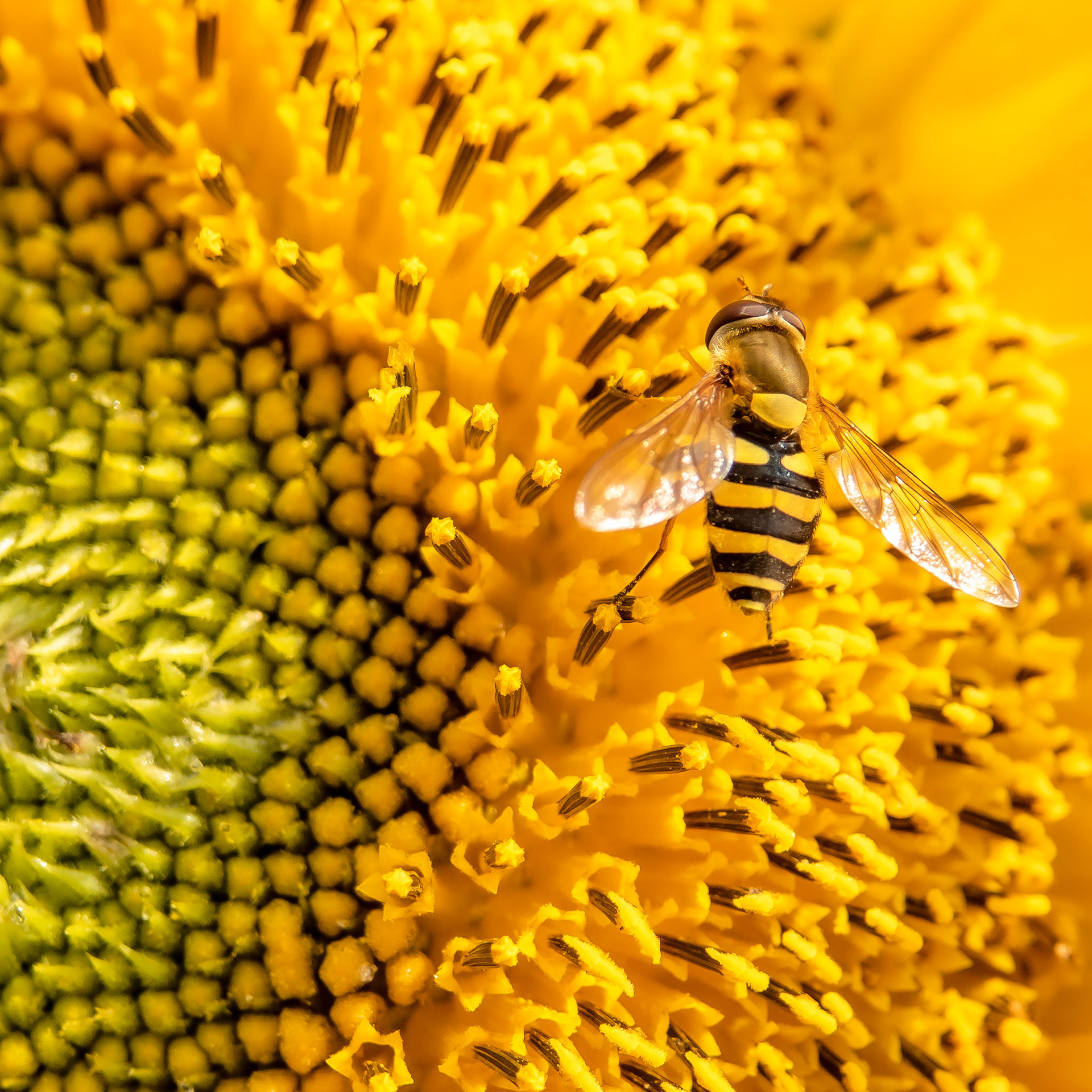 Hover Fly on Sunflower in a Nairn Garden