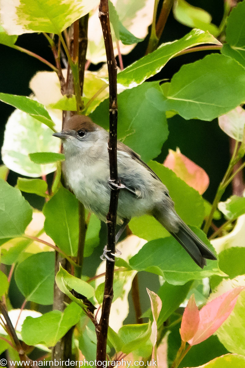 Blackcap along the River Nairn