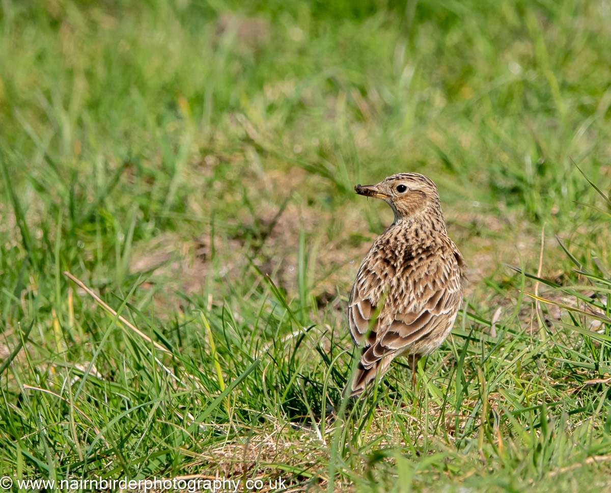 Skylark in the grass near the Minster's Pool at Kingsteps, Nairn