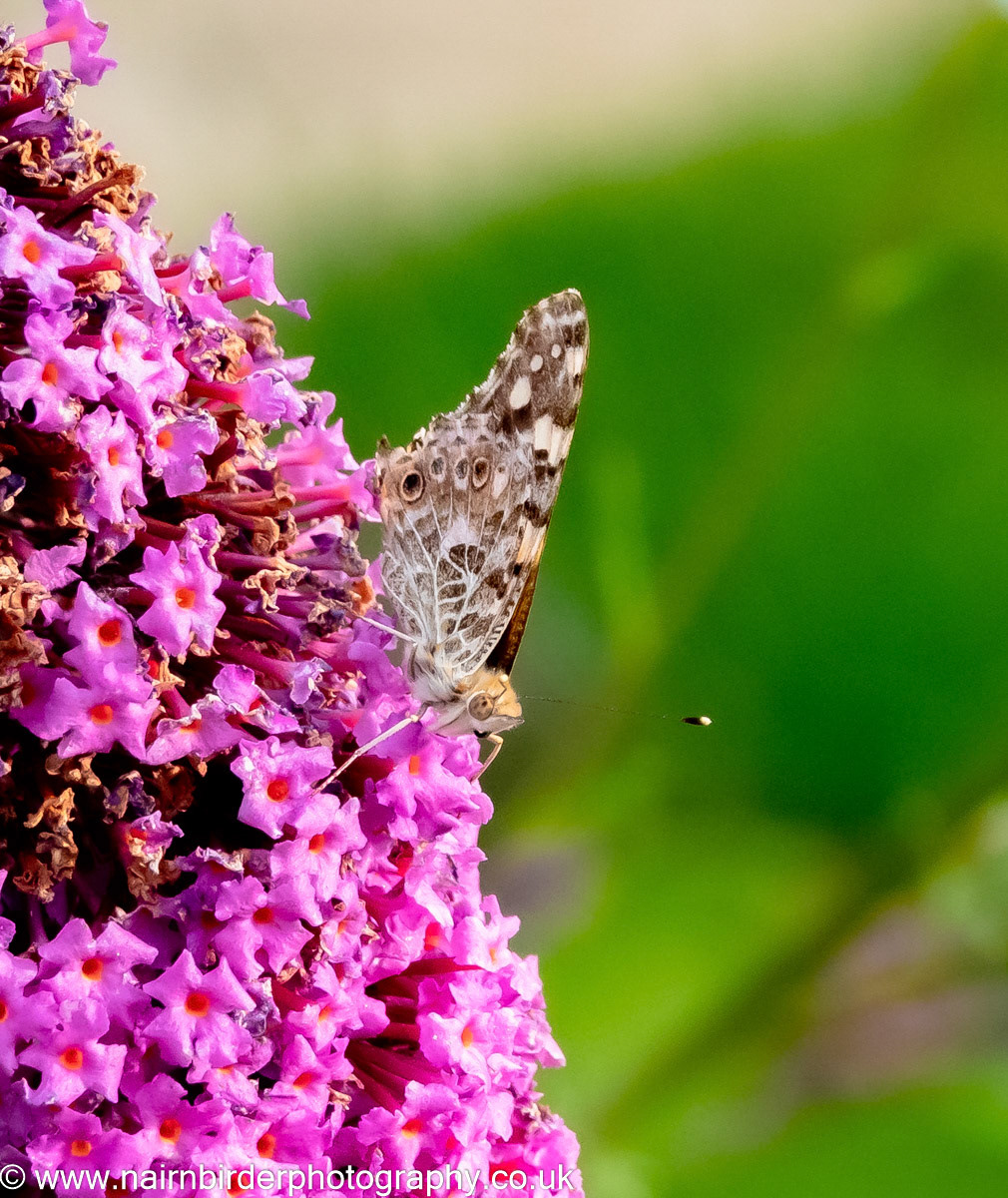 Painted Lady Butterfly