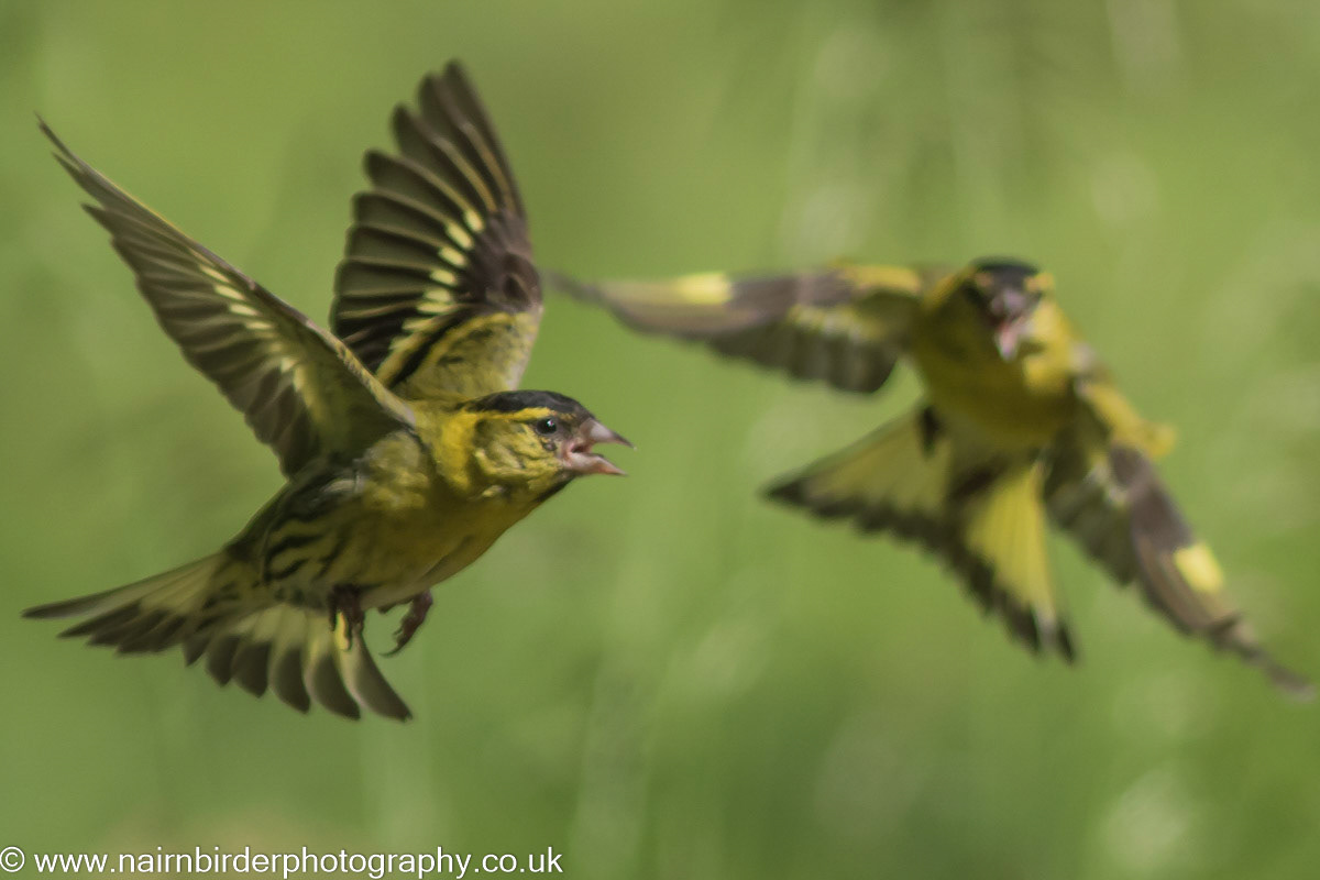 Siskins on Mull