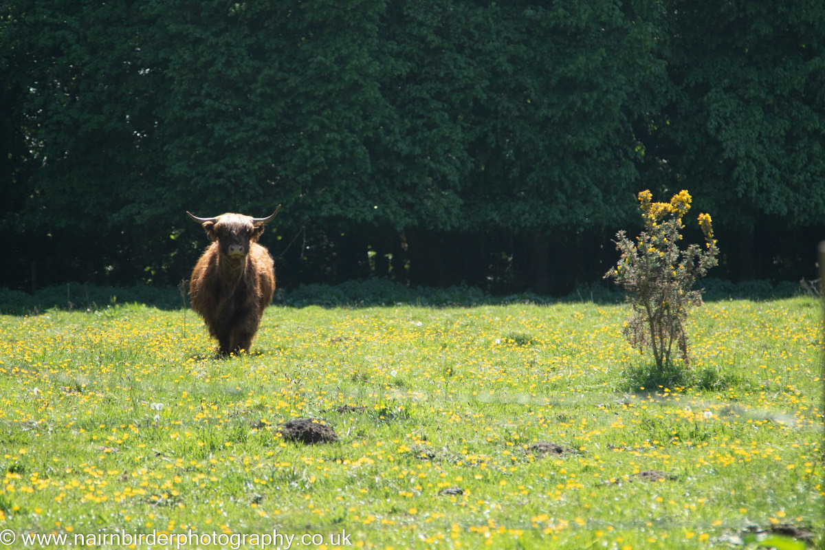 Heilan Coo in Nairn