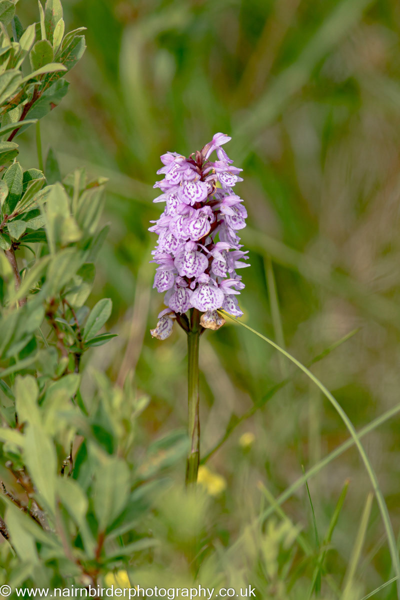 Orchid