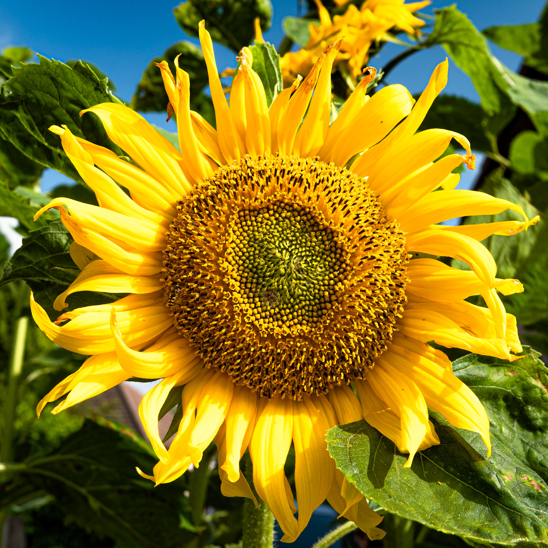 Sunflower in a Nairn Garden
