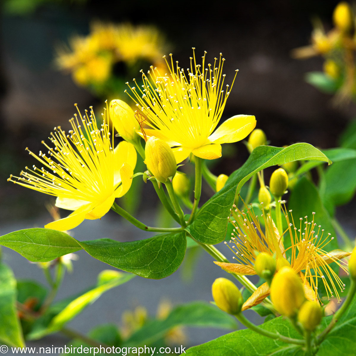 Flower in Nairn Garden
