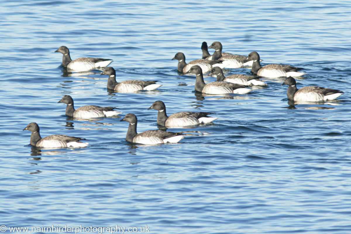 Brent Geese on the Moray Firth at Nairn