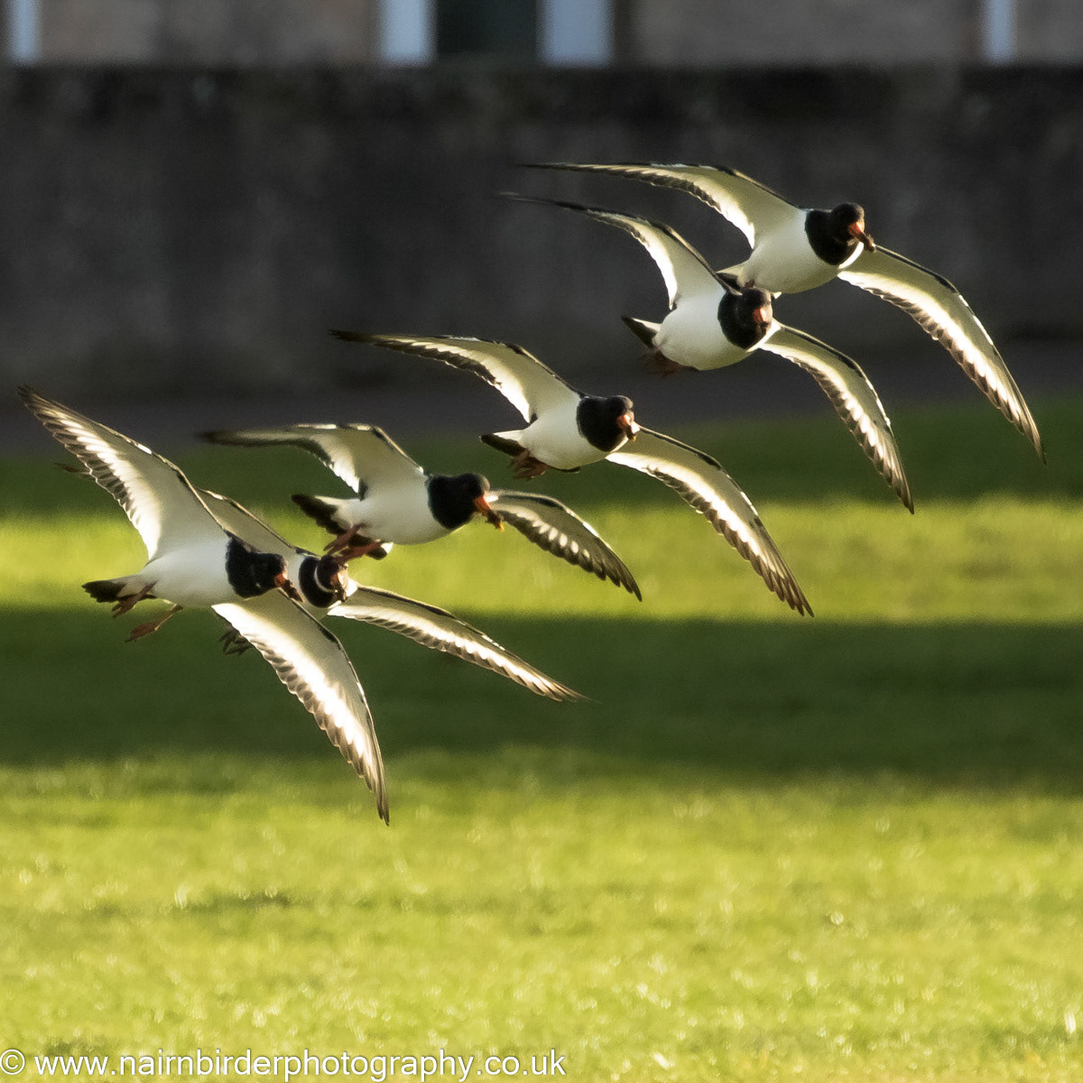 Oystercatchers landing on the Links in Nairn