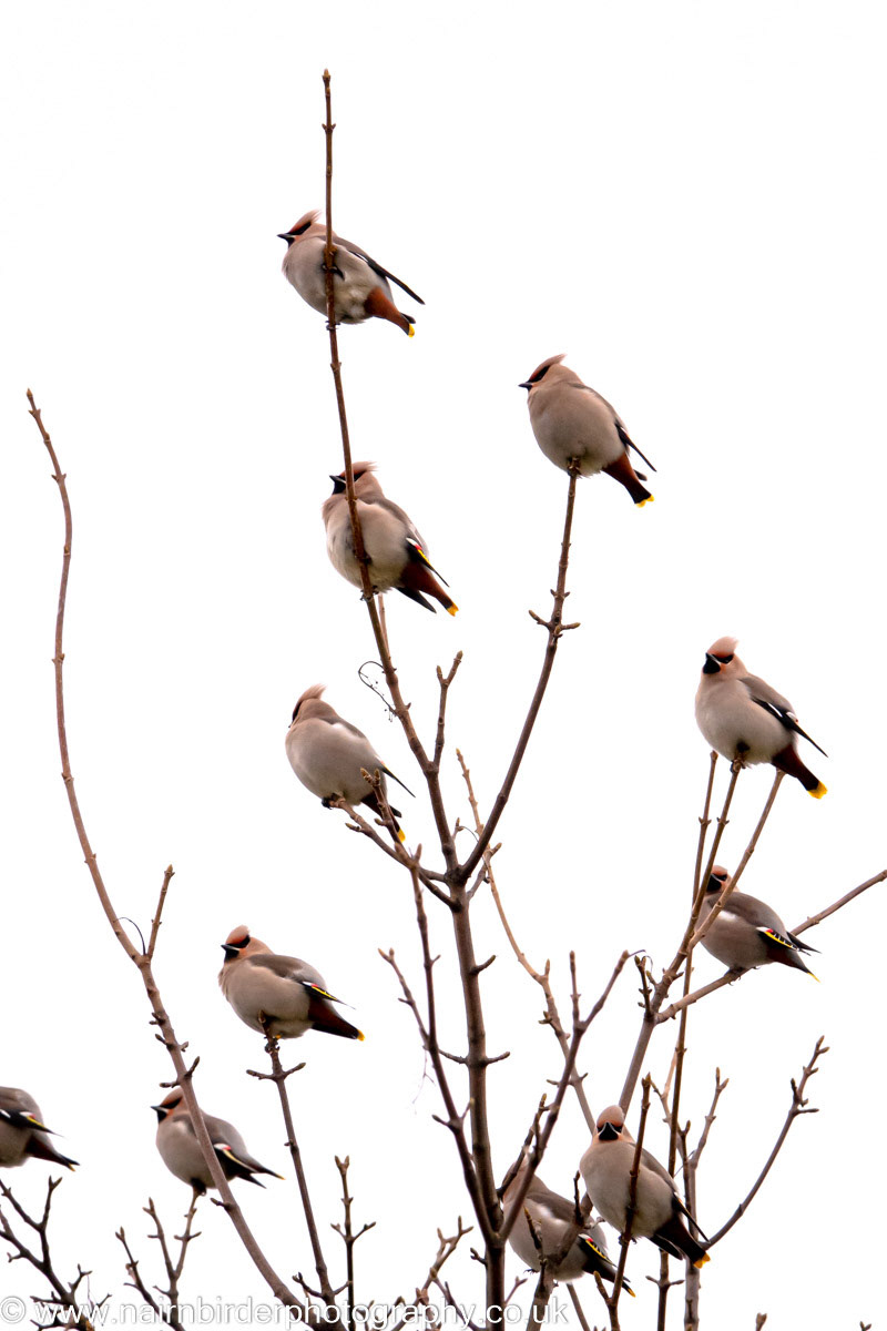 Waxwings in a Nairn garden