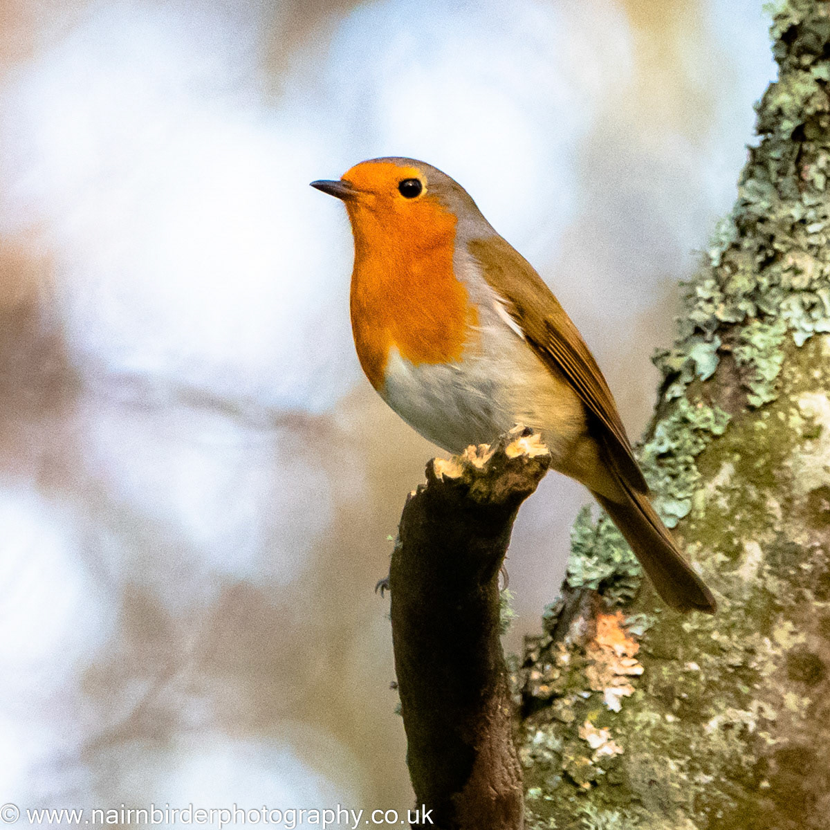 Robin along the River Nairn