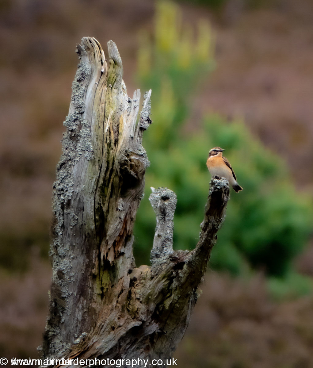 Whinchat at Braemar