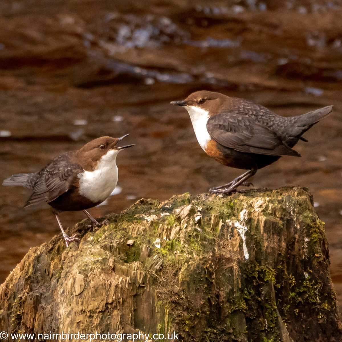 Pair of Dippers on the River Nairn