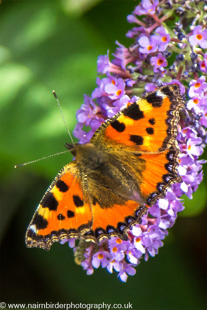 Small Tortoiseshell Butterfly 