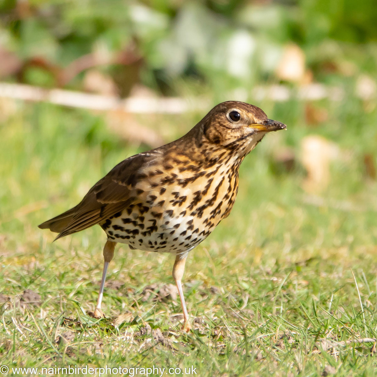 Song Thrush