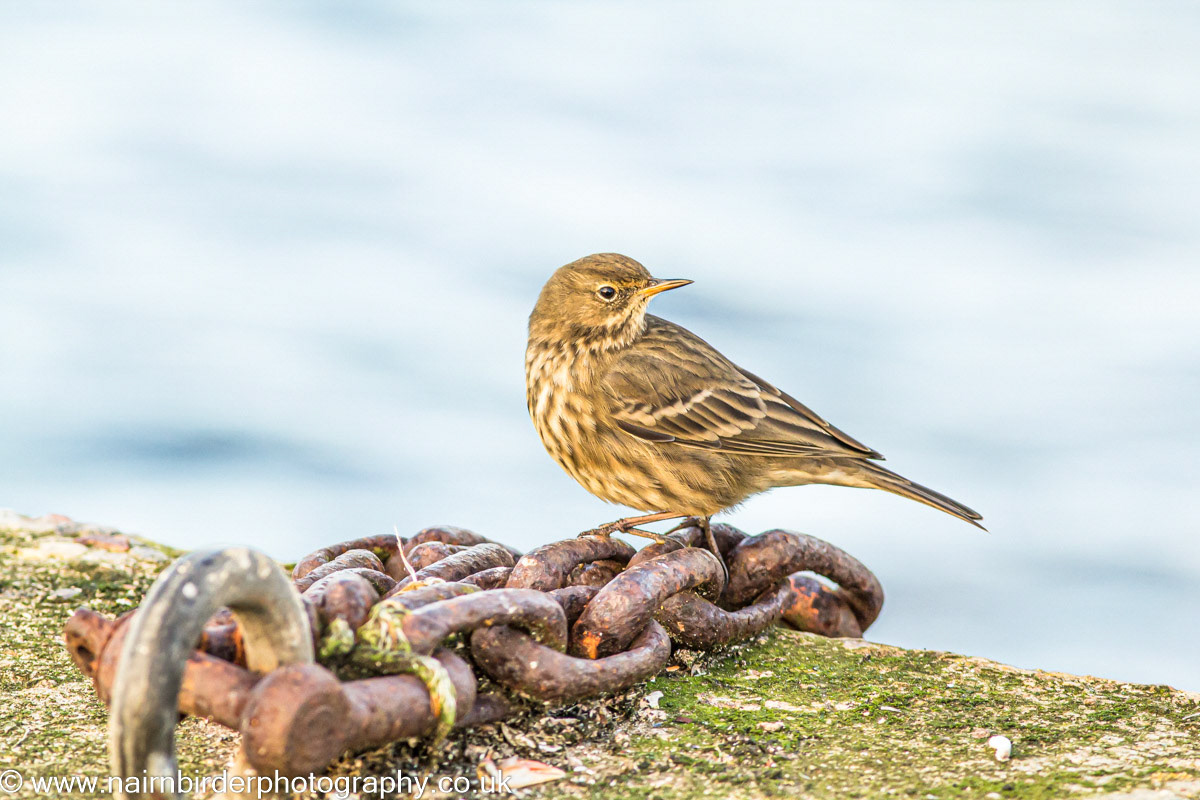 Pipit at Burghead