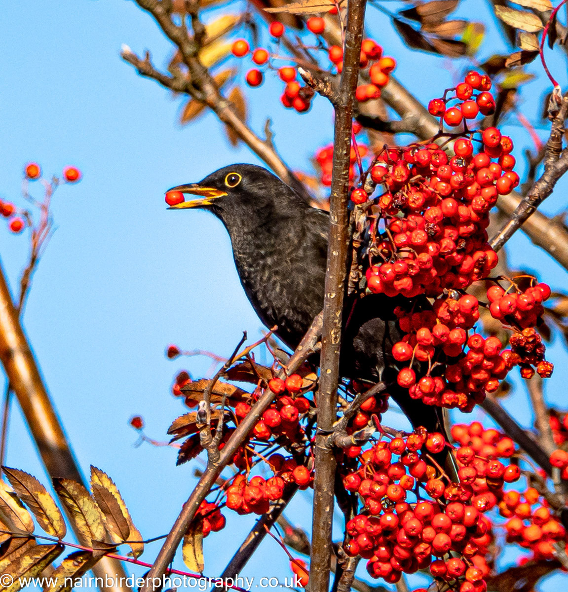 Blackbird in a Nairn garden