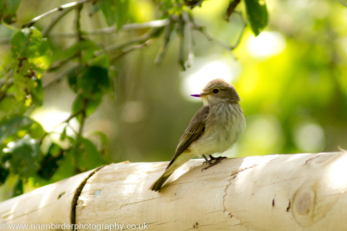 Spotted Flycatcher at Laikenbuie Croft south of Nairn