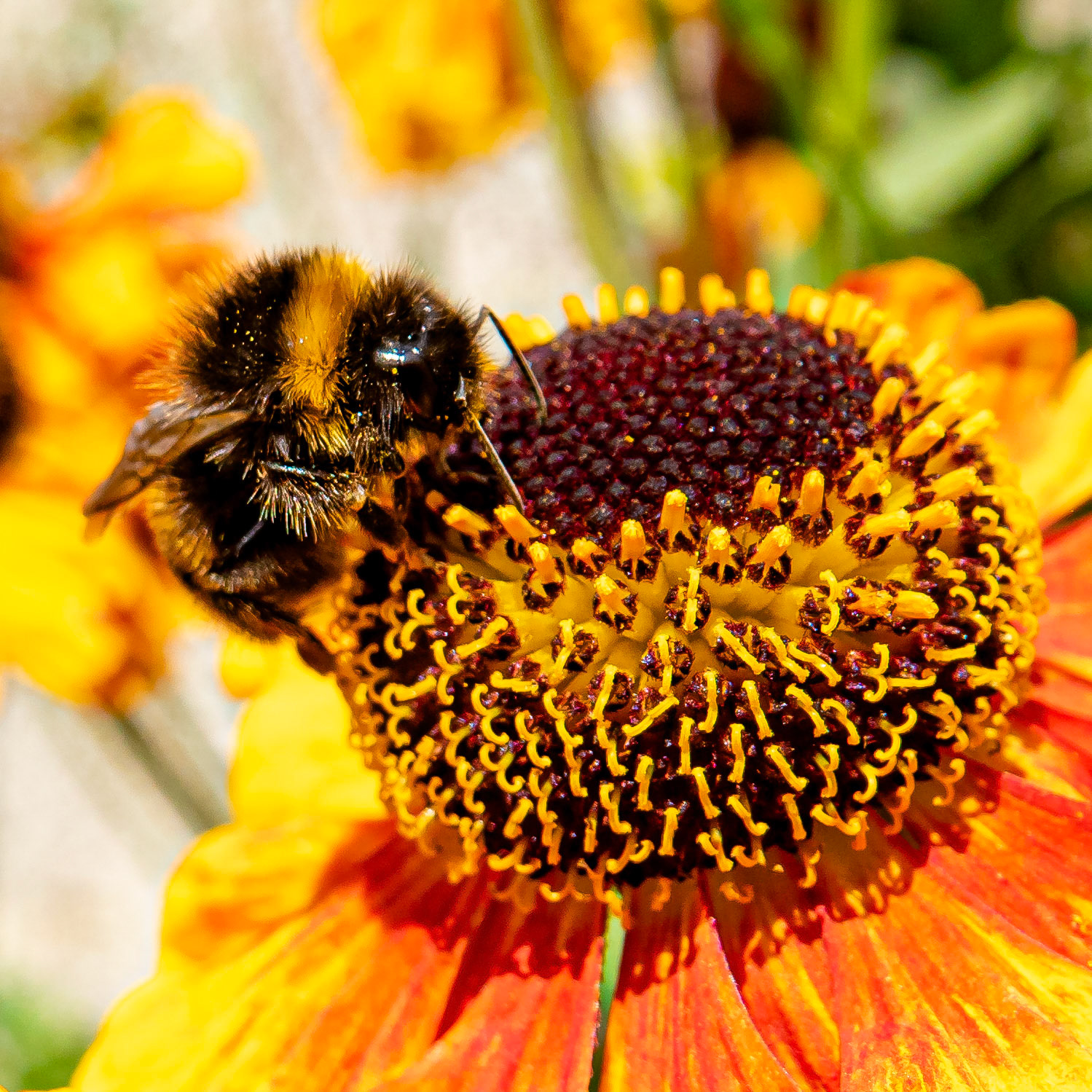 Bumblebee on Heleniums in a Nairn Garden