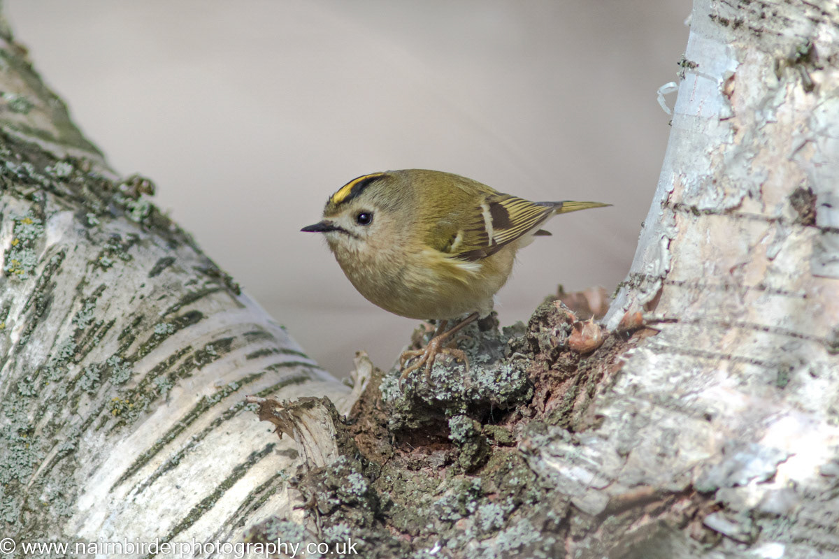 Goldcrest at The Maggot, Nairn
