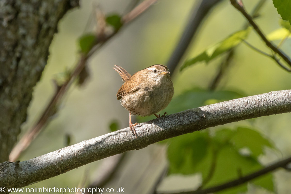 Wren along the River Nairn