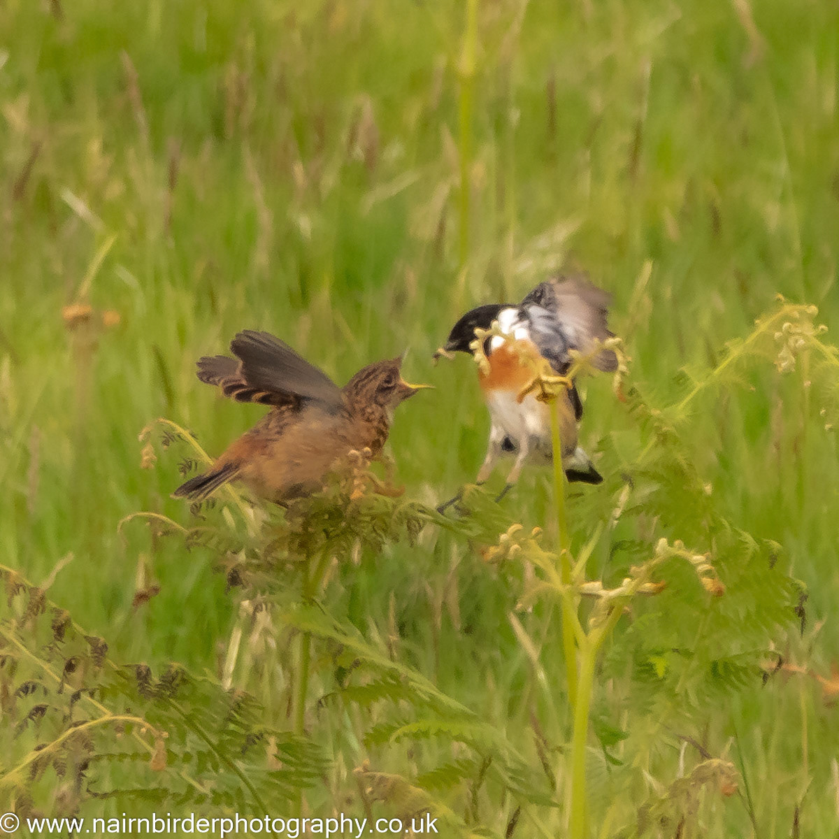 Stonechats at Forsinard