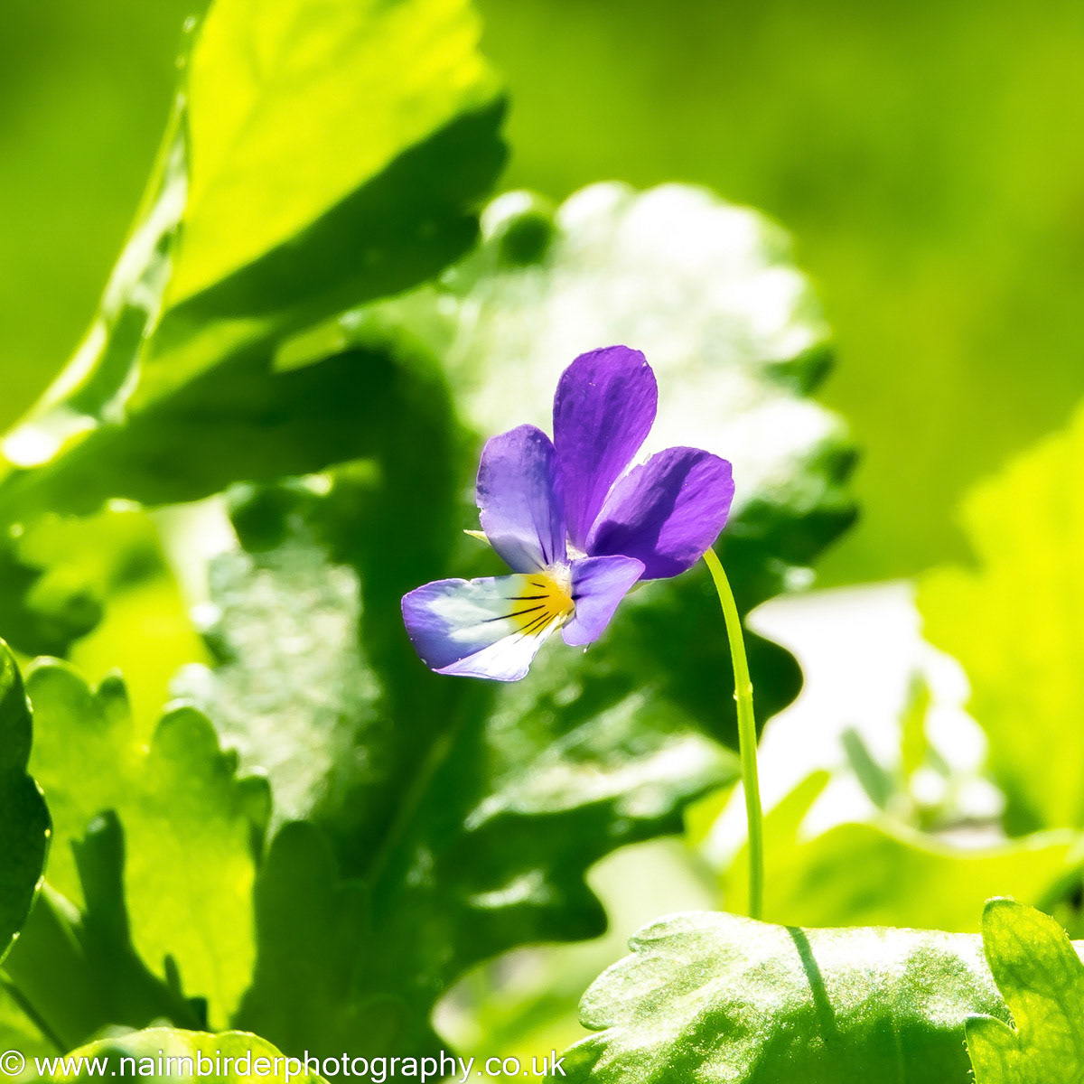 FLower in Nairn Garden