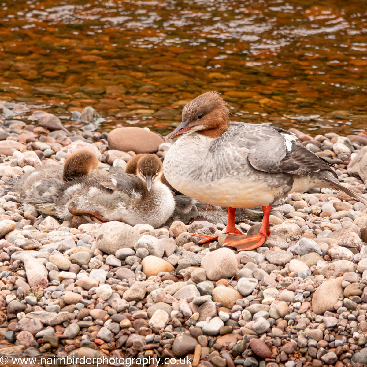 Goosander family on the River Nairn