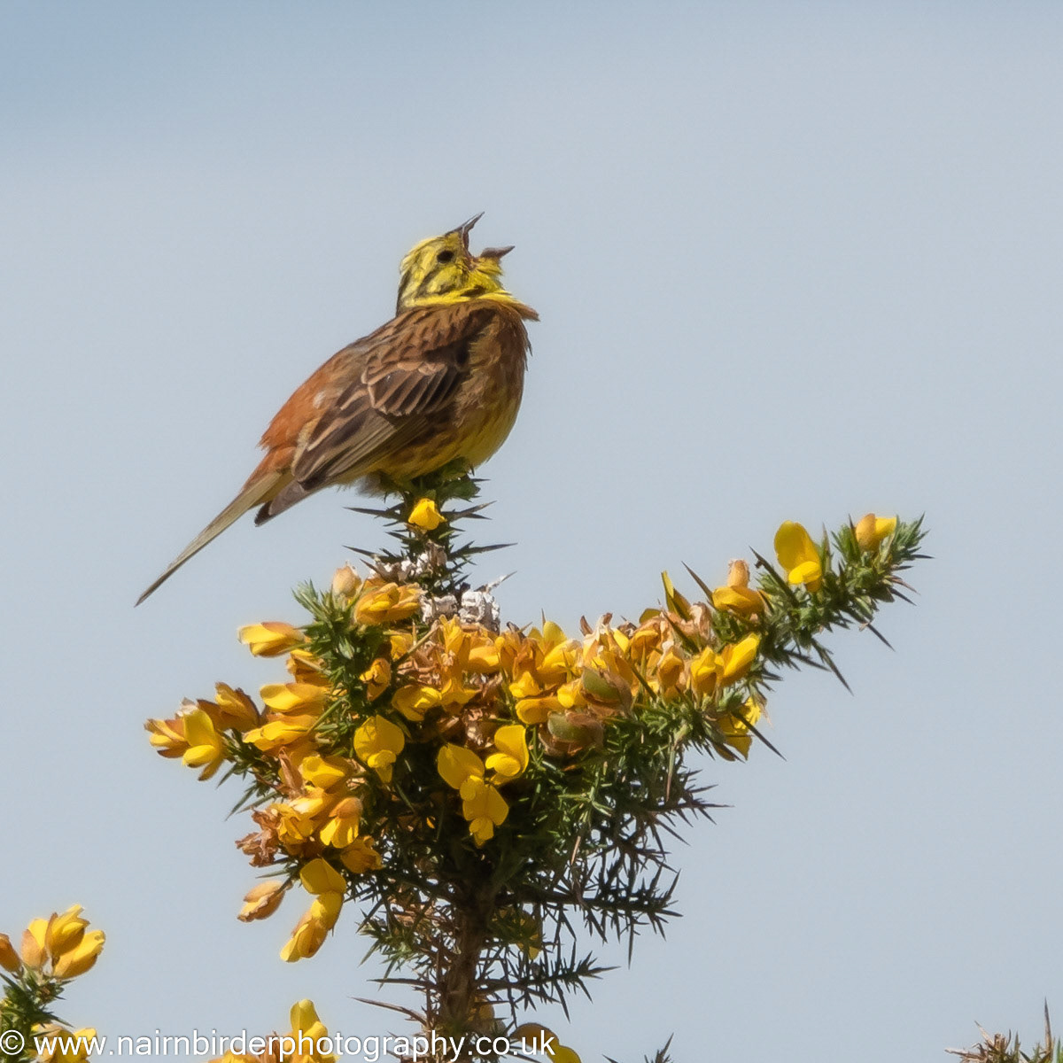 Yellowhammer singing atop a gorse bush at Whiteness