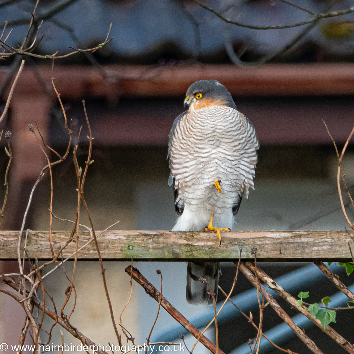 Sparrowhawk in Nairn Garden