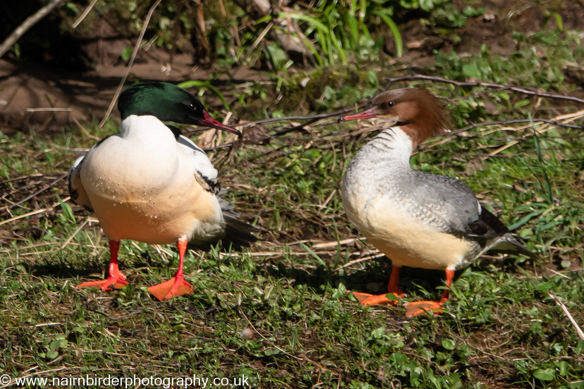 Pair of Goosander on the River Nairn
