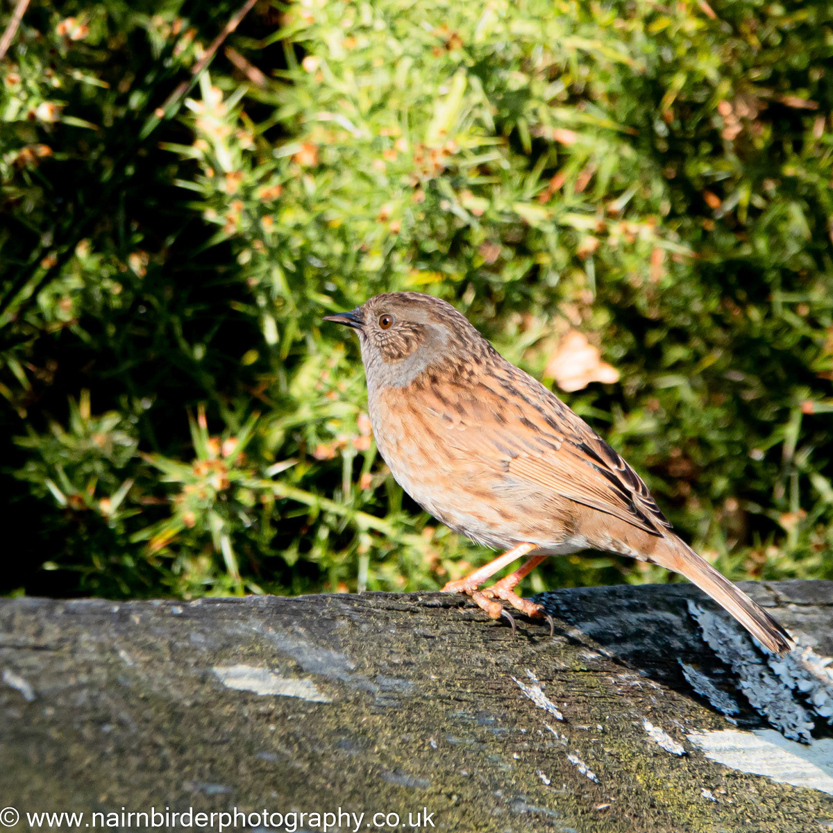 Dunnock