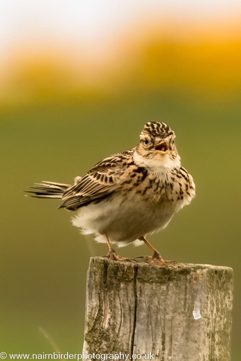 Skylark at Lossimouth Airfield