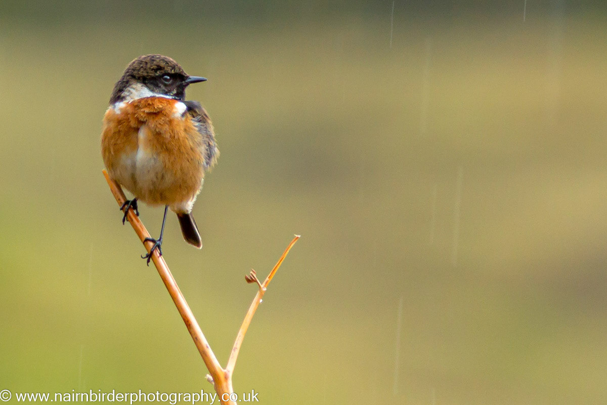 Stonechat at Strathfarrar