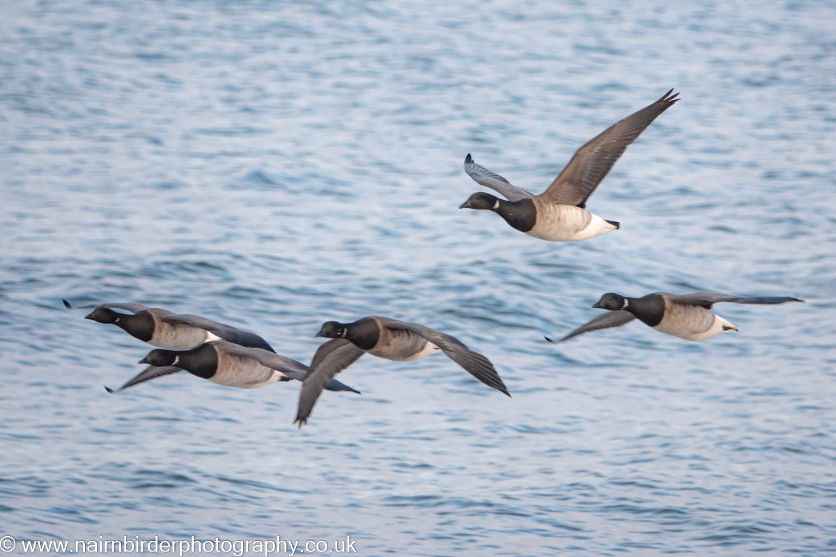 Brent Geese along the Moray Firth at Nairn