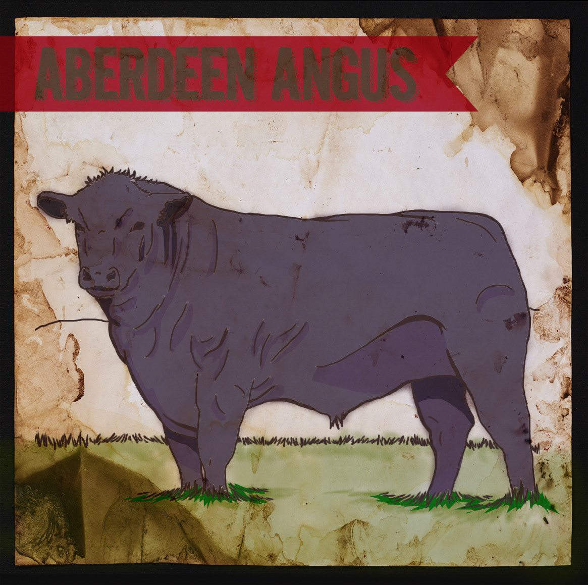Aberdeen Angus