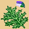 Acanthus